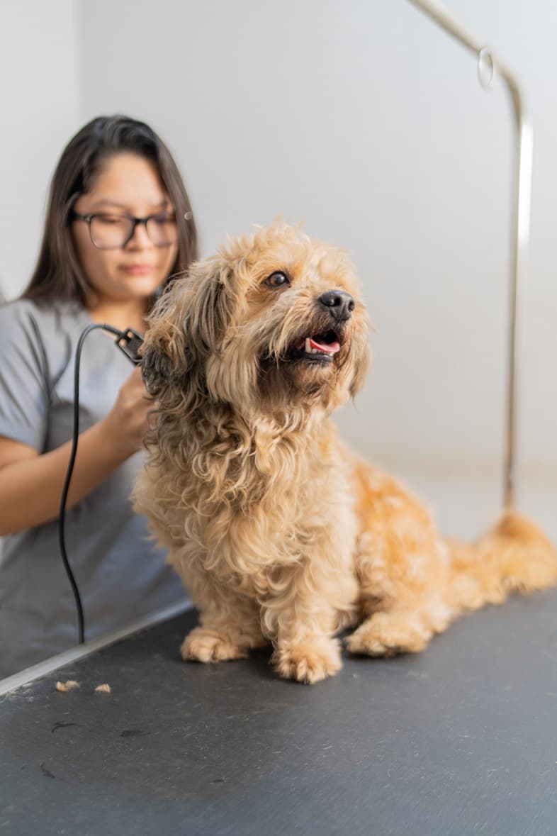 Médico Veterinario revisando a un cachorro