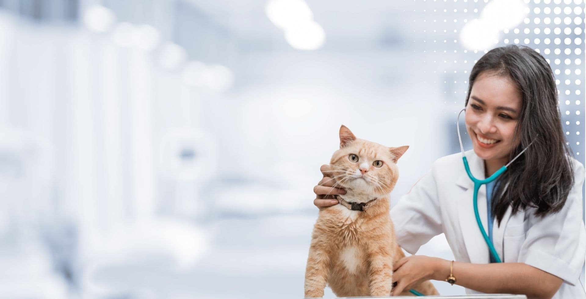 Veterinaria revisando a un perro