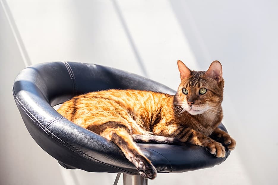 Gato descansando
