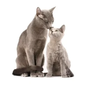 Vacuna de control preventivo Felinos- Unidad
