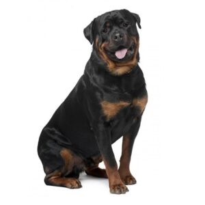 Pipeta - Mascota grande - Hasta 45 kilos