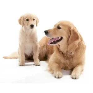 Vacuna de control preventivo Perros - Unidad