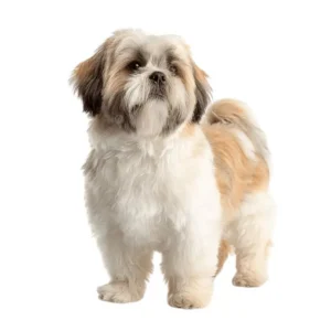 Peluqueria- Mascota pequeña